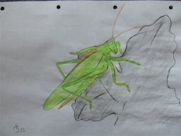 Drawn Pictures